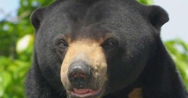 L'ours malais – Safarine Tours