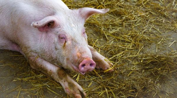 Chine : Un cochon forcé de faire un saut à l'élastique dans un parc d'attractions, les internautes s'indignent