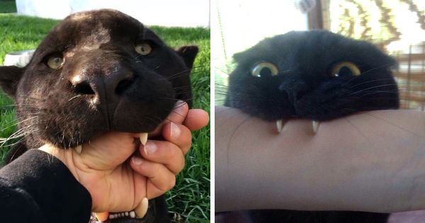 Quelqu’un a remarqué que les panthères ne sont que des chats noirs de taille XXXL et les a comparés en 16 images