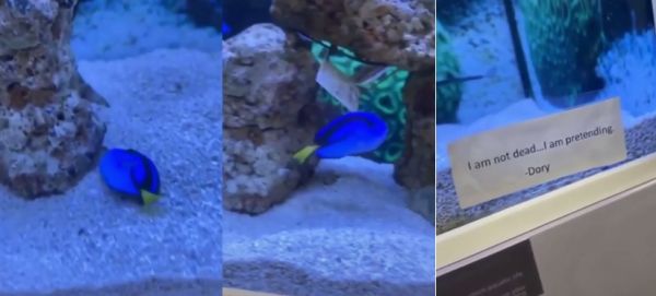 Voici un poisson qui a un bon sens de l'humour