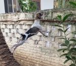 Un chien curieux veut regarder chez le voisin