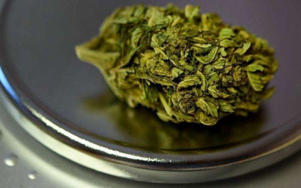 Cannabis : l'expérimentation thérapeutique est prévue pour septembre, 3000 patients concernés