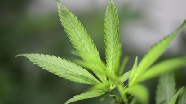 L'expérimentation du cannabis thérapeutique devrait débuter en «septembre»