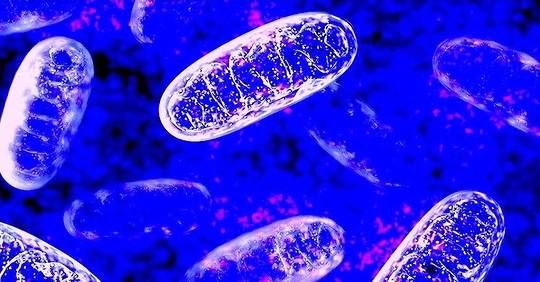 L'incroyable découverte de milliards de mitochondries dans le sang
