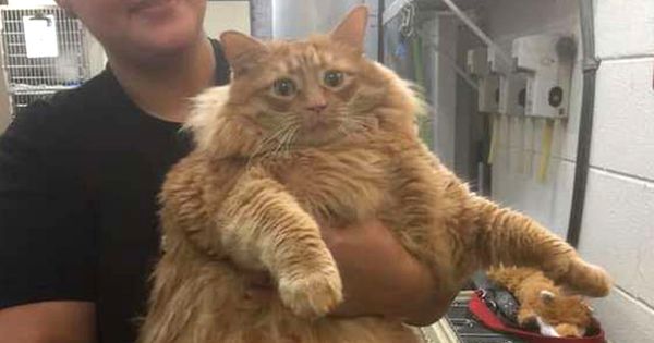 Un refuge a accueilli le chat le plus dodu qu’ils aient jamais vu