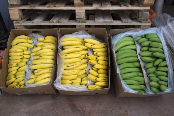500 kilos de cocaïne découverts dans un chargement de bananes au marché de Rungis