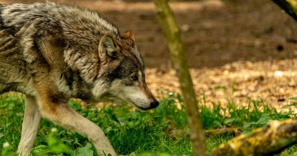 Un troisième loup erre dans le parc de la Haute Campine