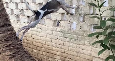 Un chien a une drôle de technique pour regarder chez les voisins