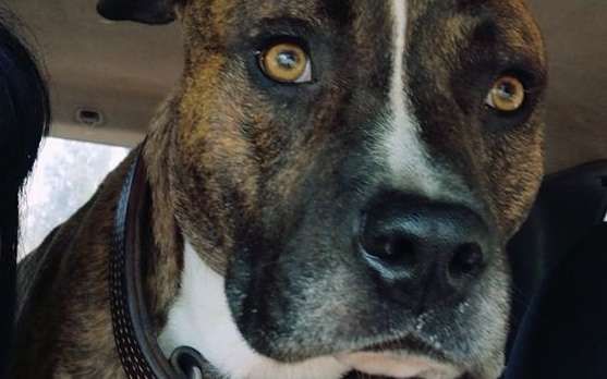 Affaire Elisa Pilarski : la bénévole d'un refuge raconte comment le chien Curtis l'a attaquée