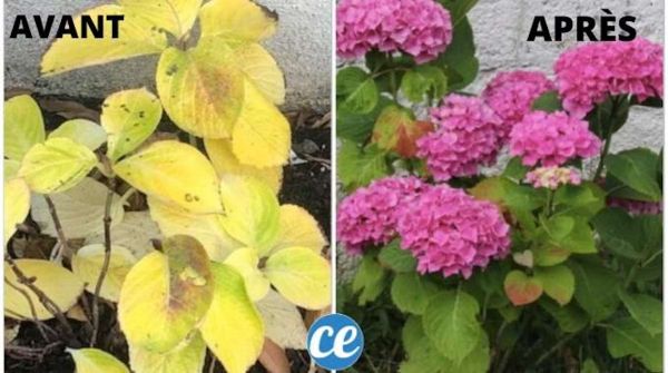 Feuilles Qui Jaunissent : L'Astuce De Mon Jardinier Pour Les Stopper Net !