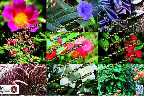 Les plantes magiques de Martinique dévoilent leurs secrets