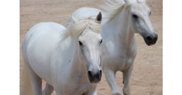 Saintes-Maries-de-la-Mer : Camagri, le Salon du Cheval Camargue, revient du 14 au 16 février