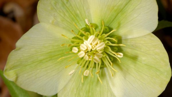 Le billet vert. Les fleurs aussi ont des saisons !