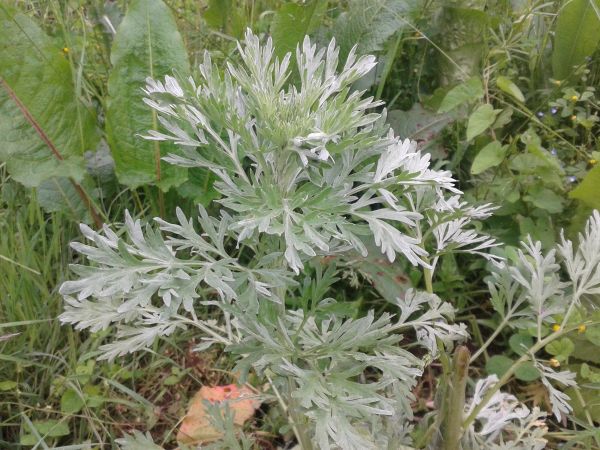 L’Absinthe, une plante répulsive utile au jardin