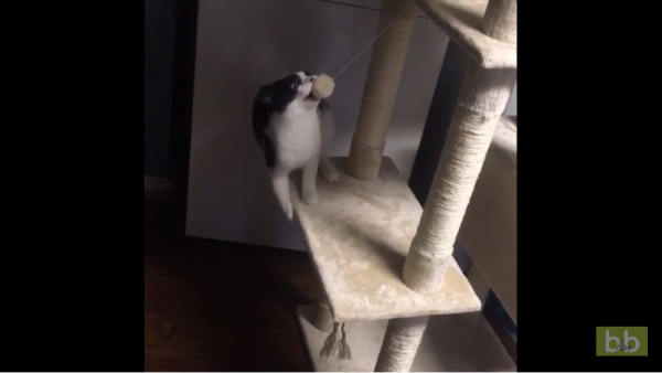 MacGyver ou Spiderman ? Ce chat est un cascadeur !