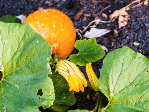 Cultiver le potimarron