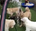 Dans la vie, il y a deux sortes de chiens