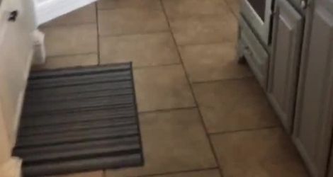 Une femme trouve un écureuil dans ses toilettes
