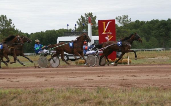 Le cheval de course "Démon du Médoc" retrouvé mort et mutilé en Vendée