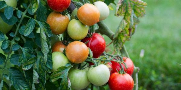 Danger pour les producteurs de tomates en France, le virus confirmé dans le Finistère