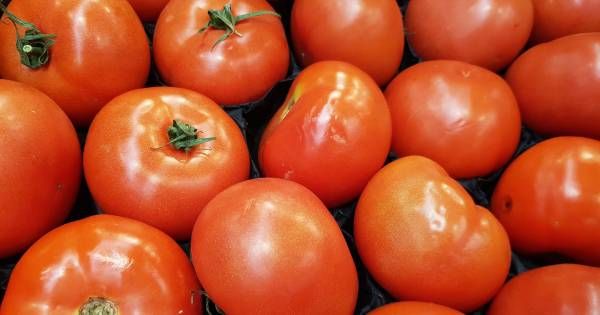 La France touchée à son tour par le virus de la tomate