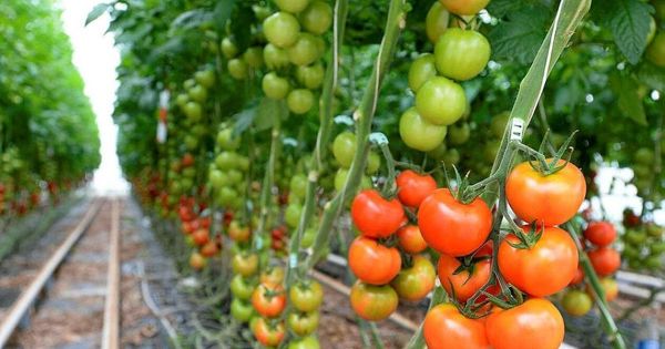 Virus de la tomate. Contamination confirmée dans une exploitation du Finistère