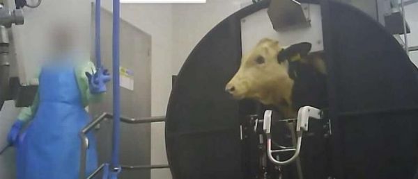 Après les images de L214, l'abattoir de la Sobeval porte plainte pour "injures et menaces de mort" après des coups de téléphone malveillant