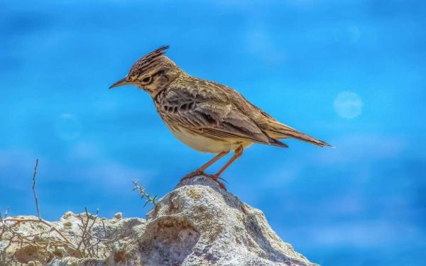 Un oiseau gelé depuis 46 000 ans découvert en Sibérie