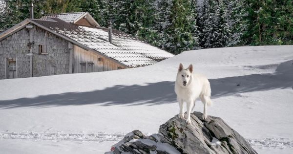 Rasta, le berger suisse vous fait découvrir sa ville