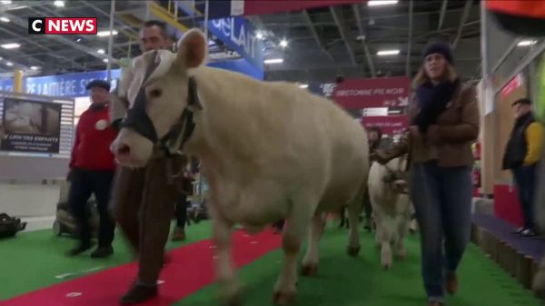 Salon de l'agriculture : les éleveurs sur les chapeaux de roues