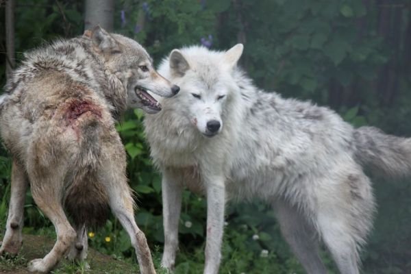 Cruauté envers les animaux: une plainte dès 2015 au Zoo de Falardeau