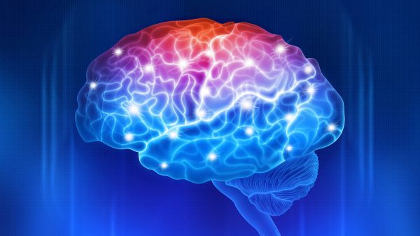 Il y aurait au moins 9 « expressions de genre » dans le cerveau humain