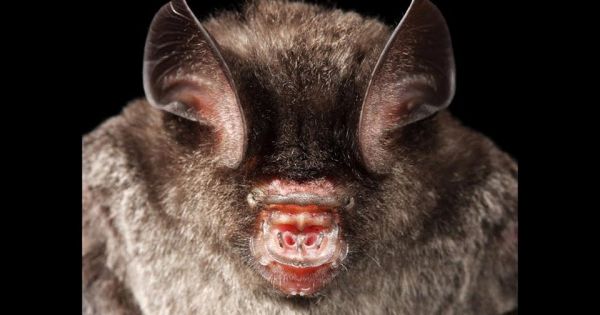 La kitti à nez de porc – Safarine Tours