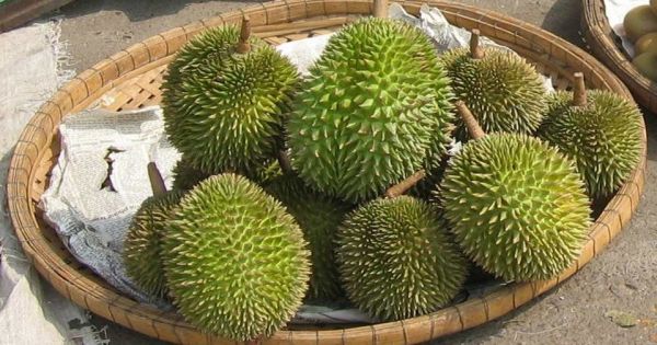 Le durian – Safarine Tours