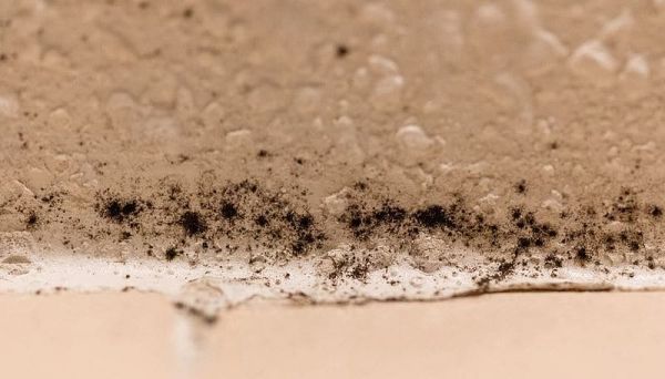 5 astuces nettoyage contre les moisissures dans la salle de bain