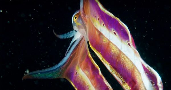 Cette vidéo montre une « pieuvre couverture » révélant sa membrane de 2 mètres de long et elle ressemble à un papillon de mer grandiose