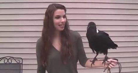 Un corbeau imite un fille