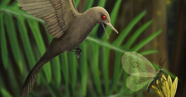 Une nouvelle espèce d'oiseau dinosaure découverte dans de l'ambre