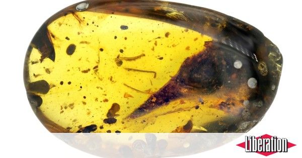 Un minuscule dinosaure découvert figé dans l'ambre