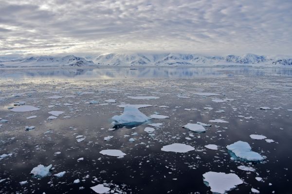 Antarctique : découverte d'une peau fossilisée d'un manchot de 43 millions d'années