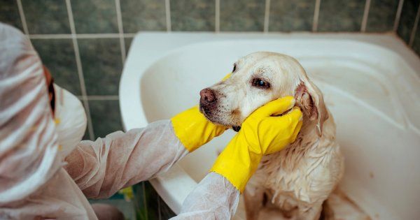 Covid-19 : votre animal de compagnie ne peut pas vous contaminer, mais des précautions sont à prendre