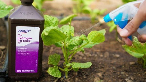 6 utilisations insolites géniales de l’eau oxygénée au jardin