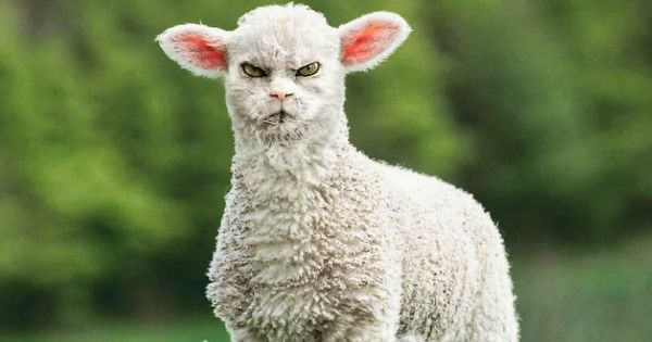 Une personne a imaginé à quoi ressembleraient des choses si elles avaient une face de chat et le résultat est drôle, mais perturbant