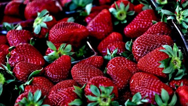 Pourquoi il pourrait ne pas y avoir de fraises cette année