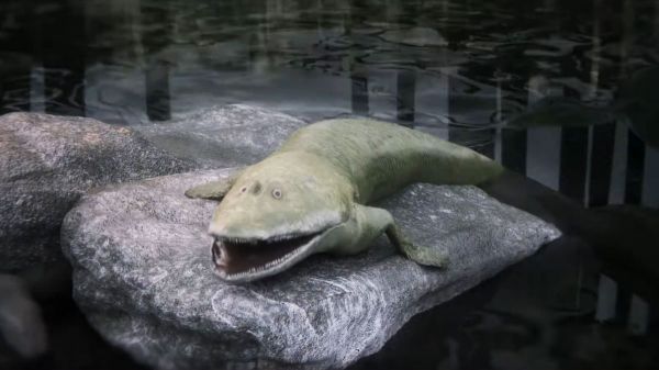 Ce fossile de poisson préhistorique permet de mieux comprendre l'évolution des mains des vertébrés