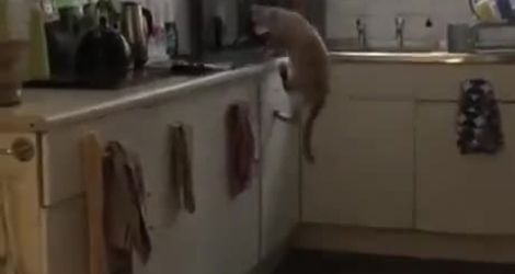 Un chat saute sur du papier aluminium