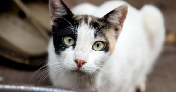 Un chat porteur du coronavirus en Belgique, un cas rare