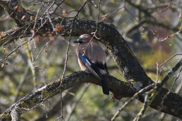 Toulouse. Il profite du confinement pour étudier les oiseaux de son quartier