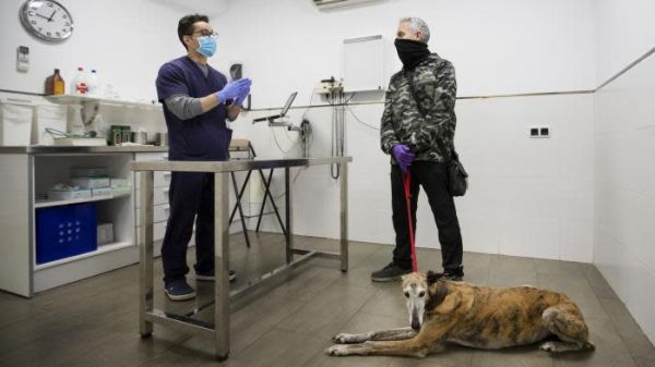 Coronavirus : les vétérinaires ont une "grande habitude de gérer des maladies épidémiques", explique le président du conseil national de l'Ordre des vétérinaires