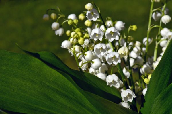 Coronavirus : où acheter du muguet pour le 1er mai ?